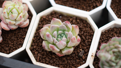 Succulent (Echeveria, crassula, aeonium, cotyledon, lithops, kalanchoe, caudex, etc)