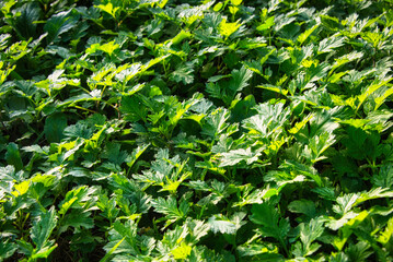 青々とした緑が美しいヨモギの葉