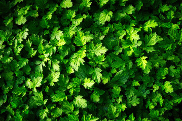 青々とした緑が美しいヨモギの葉を真上から見て