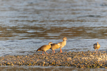 Egyptian goose Alopochen aegyptiaca, on the Rhine an invasive species for France