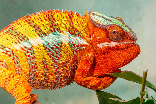 cute funny chameleon - chamaeleo kaliptrat on a branch