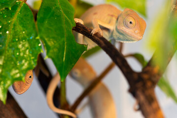 cute funny chameleon - chamaeleo kaliptrat on a branch