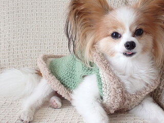洋服を着た犬、かわいいパピヨン