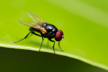 Macro photo of black blow fly on green leaf.