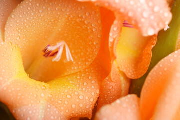Pomarańczowy kwiat z kropelkami wody - obrazy, fototapety, plakaty