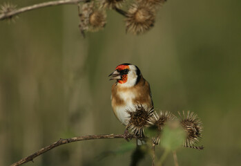 A beautiful Goldfinch, Carduelis carduelis, feeding on the seeds of a wild Burdock plant Arctium lappa.