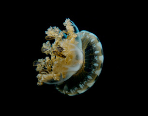 Jellyfish Cassiopeia Andromeda from the island of Cyprus 