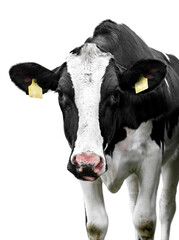 Cow on a white background