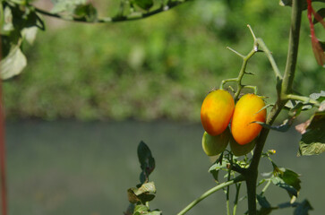 Tomatoes growing in the farmer's vegetable garden