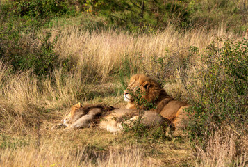 Лев и львица отдыхают. Тайган.