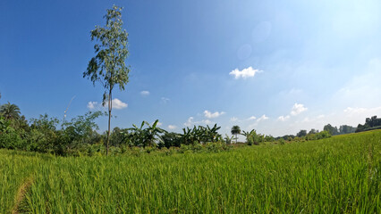 Grass, Tree and Blue Sky