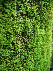 Macro photo of moss on the wall