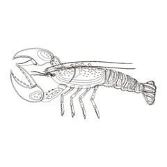 Graphic vector lobster drawn in line art style. Sea and ocean creature isolated on white background. Top view. Seafood element. Coloring book page design for adults and kids