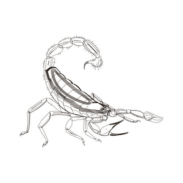 Scorpio animal engraving raster illustration. Scratch board style imitation. Black and white hand drawn image