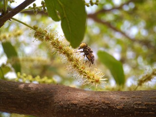 A fruit fly perching on the flower