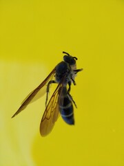 A wasp on the yellow sheet