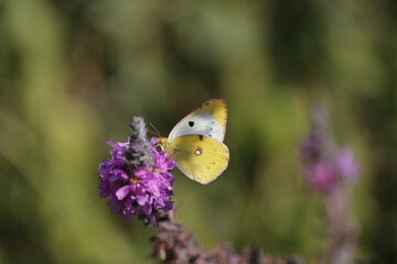 Butterfly with flower