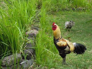 Indonesian rooster in the yard