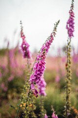 Vertical shot of foxglove purple flowers in a field on an isolated background