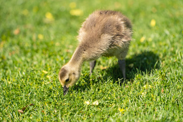 Canadian gosling eating grass. Wildlife photography.