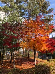 가을, 나무, 단풍, 다채로운, 나뭇잎, red, 10월, 11월, orange, 공원, 단풍나무, 빨간, 경관, 풍경, autumn, tree, maple, colorful, leaves, red, october, november, orange, park, maple tree, red, scenery, scenery, autumn in korea