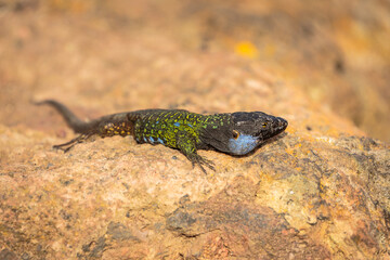 Close up of an adult male Tenerife lizard (Gallotia galloti)  lying in the sun on a rock
