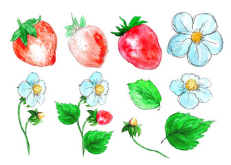 Watercolor  illustrations of strawberries  isolated on white background. Decorative design element for postcards, invitations, logo, label.