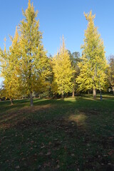 Obraz premium parco villa gandini formigine in autunno