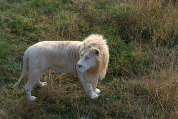 Obraz premium Лев альбинос парк Тайган.