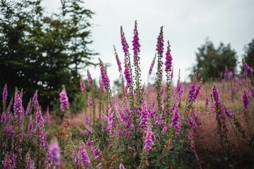 Closeup shot of a field of purple foxglove wildflowers on the background of trees and sky