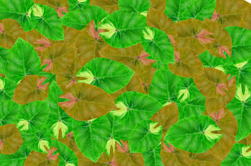 Colocasia Esculenta Pigtailed Princess