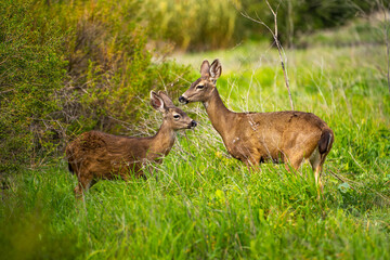 Naklejka na ściany i meble A mother deer and her fawn in the meadow. Two California Mule Deer (Odocoileus hemionus californicus) graze in the meadow.