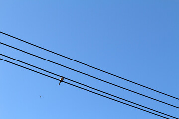 Electric wire with one pigeon perched against background. Blue sky.