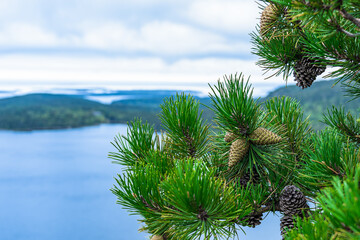 Branches of a mountain pine with cones against a lake in the mountains of New England in the state of Maine, USA