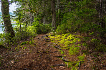 Path among moss in a forest in a swampy area near a lake in New England, Maine, USA