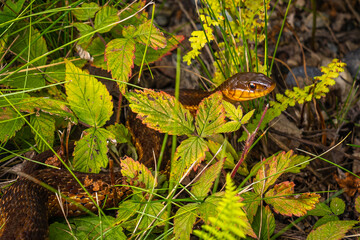 The head of a Garter snake (garden snake) peeks out of the grass. One of the most commonly seen snakes in New Hampshire, USA.