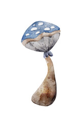 Watercolor mushroom isolated on white background. Autumn season object. Hand drawn Forest illustration.