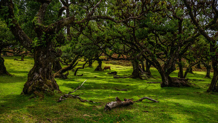 A cow in the laurel forest - Eine Kuh im Lorbeerwald