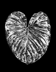 Silver metal leaf water drops black background isolated closeup, silver leaves, shiny gray metallic plant foliage, monochrome petal illustration, black white floral branch pattern, vintage decoration