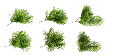 set of pine cones isolated