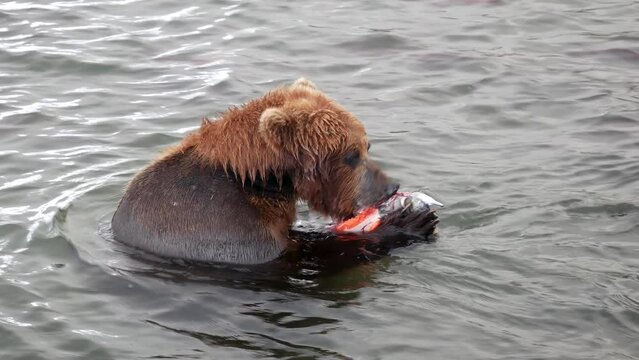 Close up one wild adult brown bear caught salmon fish with paws. Eat red oily fish during spawning in river, storing up energy before hibernation. Wildlife natural habitat reservation in national park