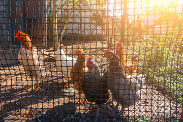 domestic chickens in a chicken coop on an autumn sunny day © Andrey Solovev