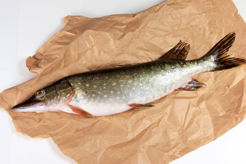 Freshly caught pike on a paper background. Fresh northern pike
