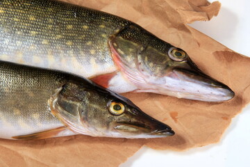 Freshly caught pike on a paper background. Fresh northern pike
