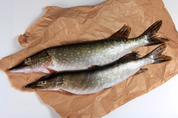 Freshly caught pike on a paper background. Fresh northern pike