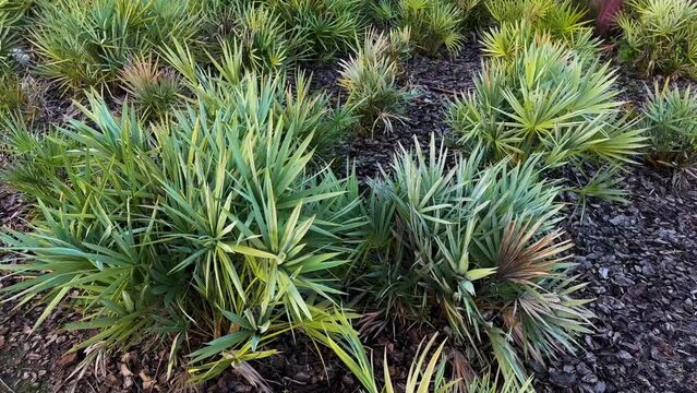 Green foliage of yucca plant. Yucca gloriosa