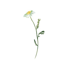 Wild forest herbs and flowers isolated on white background. For invitation, greeting card, background