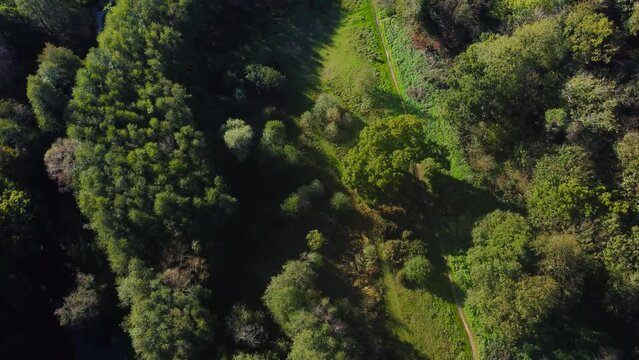 Top down drone shot moving foward of forest consisting of trees with green leaves indicating the onset of summer season in Thetford also known as Brandon norfolk.