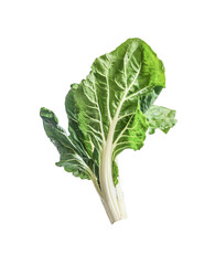 Green leaves of lettuce, isolated