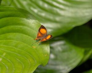 Fototapeta na wymiar Colorful yamfly with it's wings spread open